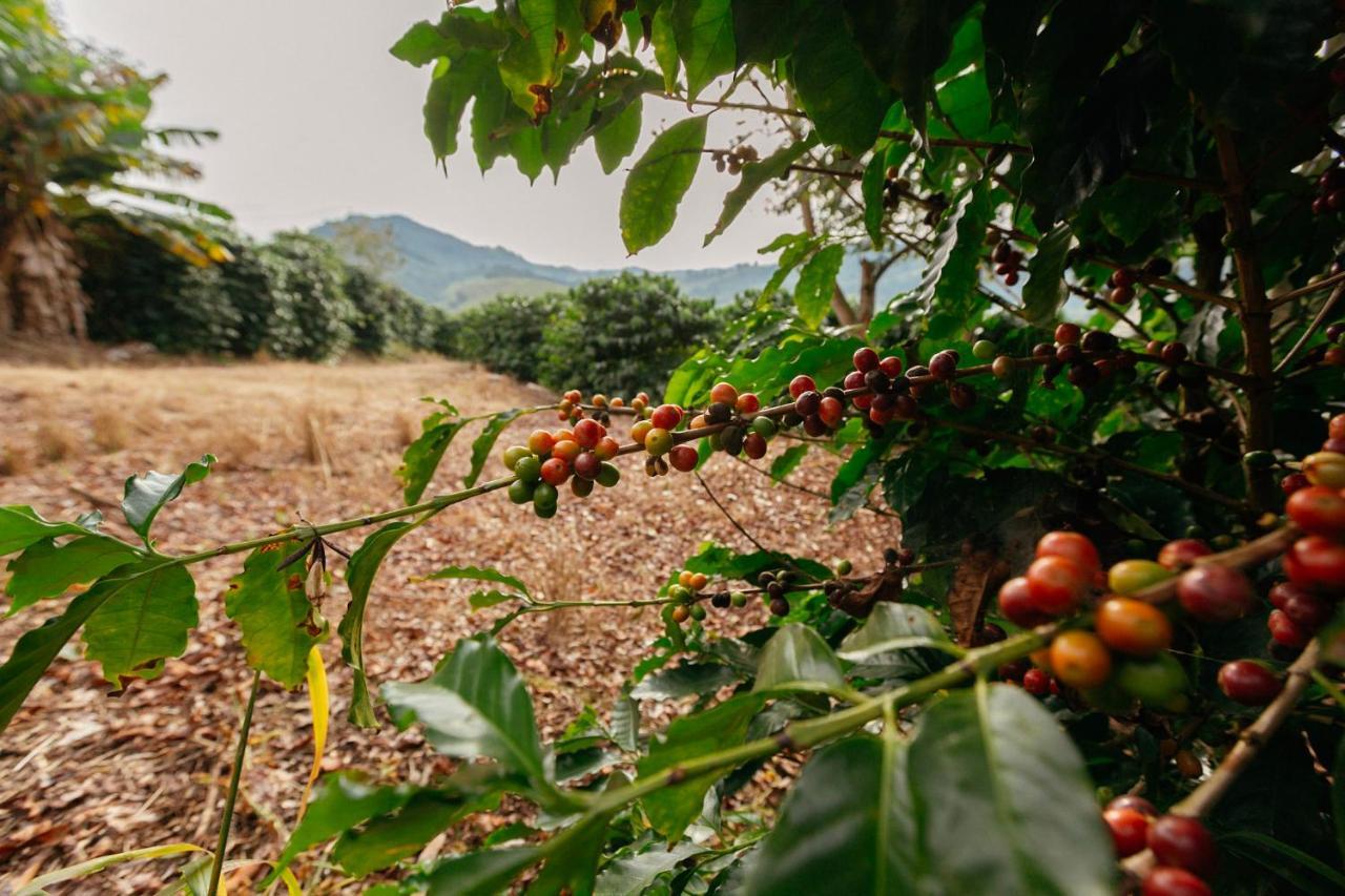 Cafezal Em Flor Turismo E Cafes Especiais Hotel Monte Alegre do Sul Luaran gambar