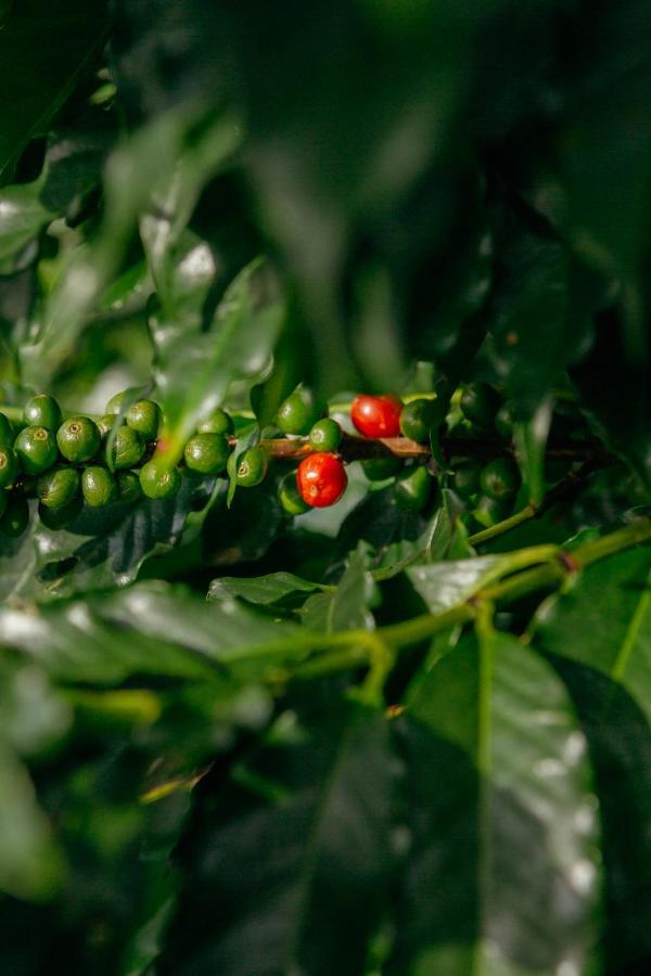 Cafezal Em Flor Turismo E Cafes Especiais Hotel Monte Alegre do Sul Luaran gambar